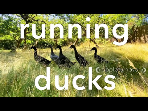 Видео: счастливые здоровые утки для богатых яиц, свежего компоста, уменьшения количества вредителей в во...