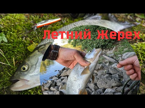 Видео: Жерех на Каждом Забросе, Как и на Что ловить Летом!? #жерех #рыбалка #спиннинг