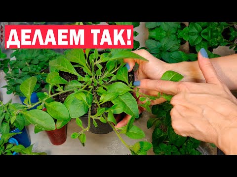 Видео: Ампельная петуния будет самой пышной! Обязательно сделайте это с ней!