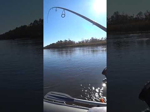 Видео: Cудак на Припяти  #fishing #рыбалка