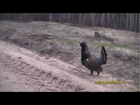 Видео: Храбрый глухарь 1(Brave capercaillie 1)