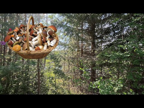 Видео: г. Тотьма, нарезка грибной охоты.