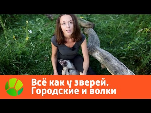 Видео: Все как у зверей. Городские и Волки | Живая Планета