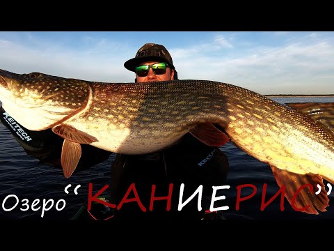 Видео: ТРОФЕЙНАЯ щука на КРУПНЫЙ силикон в Латвии!  оз."Kaņieris"