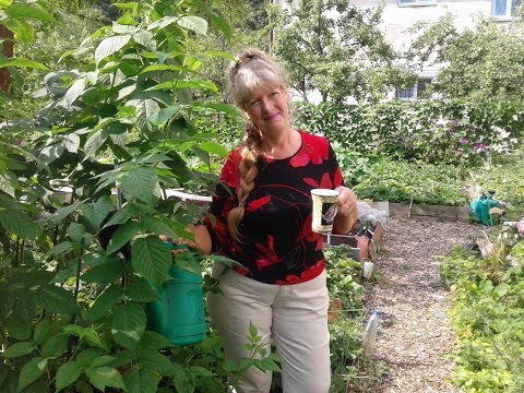 Видео: Томаты сладкие ,маленький секретик.