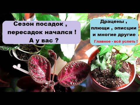 Видео: Сезон посадок  ,  пересадок начался ! А у вас ? Драцена , плющи , эписции и  многие другие