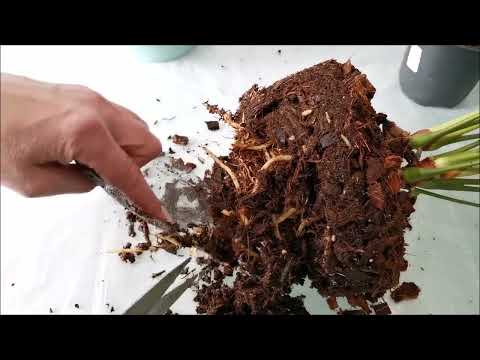 Видео: Два антуриума в одном горшке