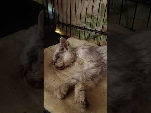 Видео: КНОПЕ СОВСЕМ ПЛОХО🥺. ЗАВТРА В БОЛЬНИЦУ. ПРОШУ ПОМОЩИ🙏🏻🙏🏻🙏🏻