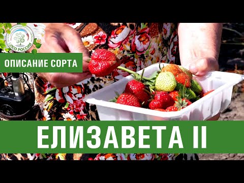 Видео: Клубника. Описание ремонтантного сорта Елизавета 2. Айтжанова Светлана Дмитриевна о сортах.