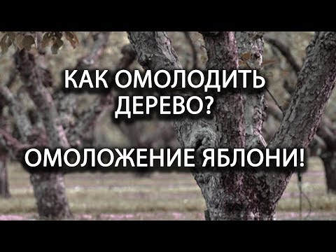 Видео: Как омолодить плодовое дерево? Омоложение яблони!