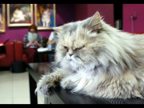 Видео: Музей кошки. История блокадного кота