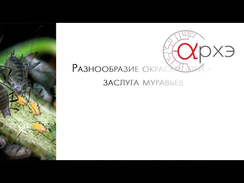 Видео: Александр Марков: "Разнообразие окраски тлей - заслуга муравьев"