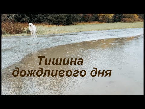 Видео: тихая жизнь в одиночестве/как найти смысл в тихой уединенной жизни?