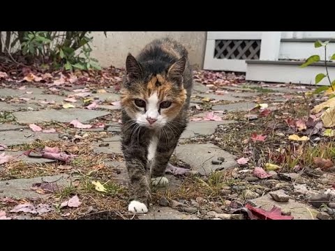 Видео: Мисс Маффи вкусно перекусила 😲 Приключения на свежем воздухе со старым котом