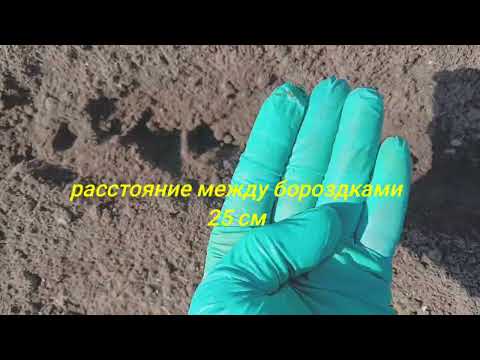 Видео: 23 сентября, посадка однозубки озимого чеснока.