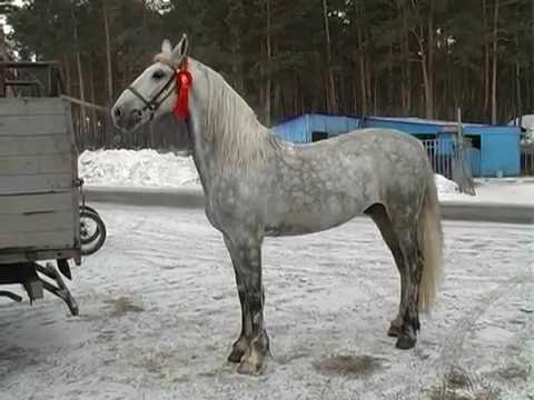Видео: Конеферма Волкова-2