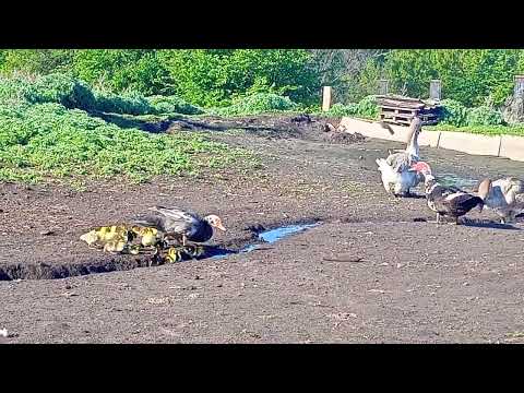 Видео: Нас становится больше!