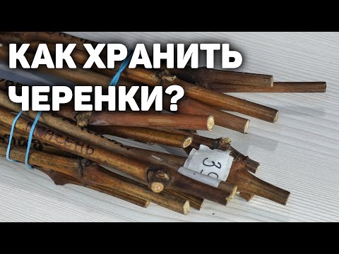 Видео: Как сохранить черенки винограда до весны?