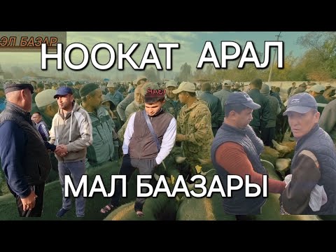 Видео: НООКАТ АРАЛ МАЛ БАЗАРЫ БУКАЛАР ЖАНА ӨСПҮРҮМ ТОРПОКТОРДУН РЕАЛДУУ БААЛАРЫ 