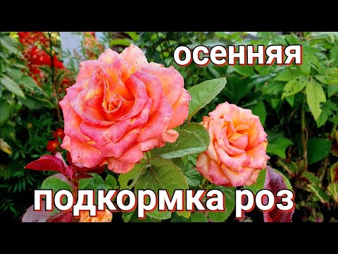 Видео: Чем подкормить розы ОСЕНЬЮ