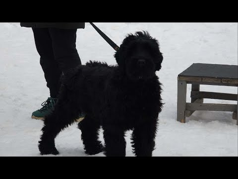 Видео: Догтренинг 235.  Русский черный терьер. Воспитание щенка для мамы.