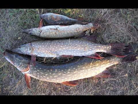 Видео: За щуками с китайским силиконом!#рыбалка #fishing #щука #окунь