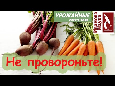 Видео: Ликбез по СВЁКЛЕ: когда правильно убирать корнеплоды на хранение?