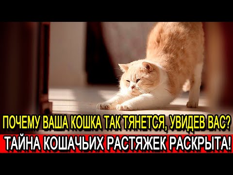 Видео: Почему ваша кошка ТАК тянется, увидев ВАС? 🤔 Тайна кошачьих растяжек раскрыта!