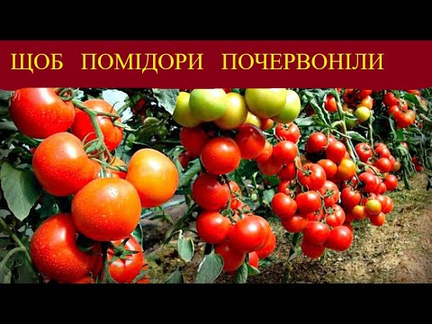 Видео: ЗРОБІТЬ  ЦЕ  У  ВЕРЕСНІ  ДЛЯ  ШВИДКОГО  ДОЗРІВАННЯ  ПЛОДІВ