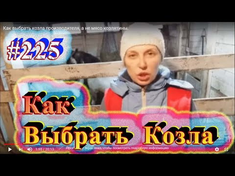 Видео: Как выбрать козла производителя, а не мясо козлятины.