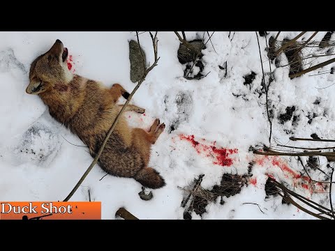 Видео: Охота на хищника! Только выходы зверя на номер. Сборка за сезон.