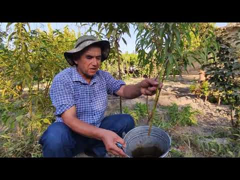 Видео: Кузги куртак пайванд бошланди.тел: 934206061  Фаргона туманида.