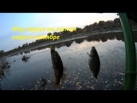 Видео: Ловля карася в октябре на лесном озере на поплавок плюс ротанные бонусы