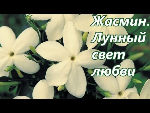 Видео: Жасмин.  Лунный свет любви