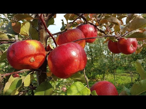 Видео: Яблоня Топаз Чешский зимний сорт яблок