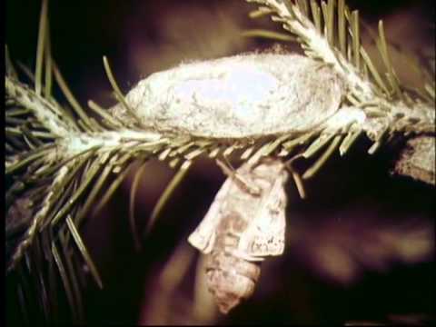 Видео: 2 Сибирский шелкопряд