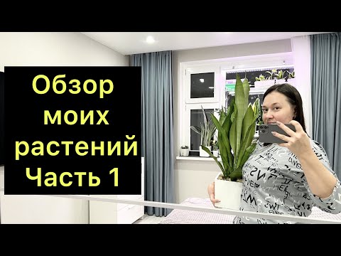 Видео: Обзор моих растений в 2023 г / часть 1 / растения в спальне ￼￼￼