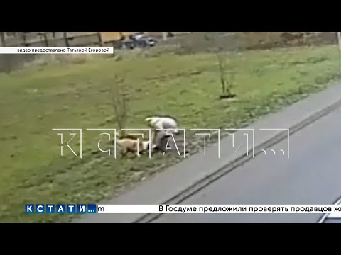 Видео: Город стал охотничьими угодьями сбежавшего алабая, а йоркширские терьеры — добычей