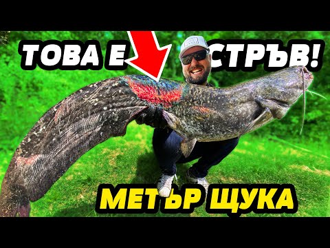 Видео: OГРОМЕН СОМ ЯДЕ РИБИ по 100 см!!! Риболов на щука и сом