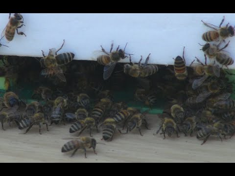 Видео: Глюкоза для черной львинки. Пчелы.