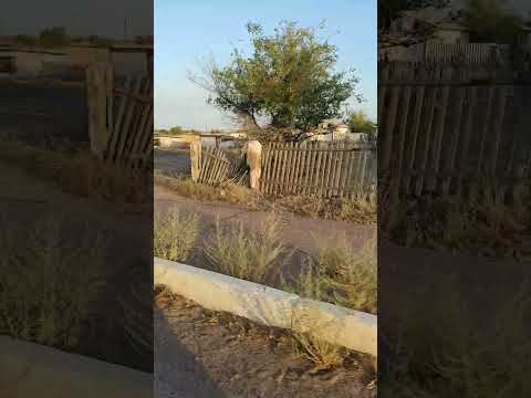 Видео: Аксуек август 2022 года