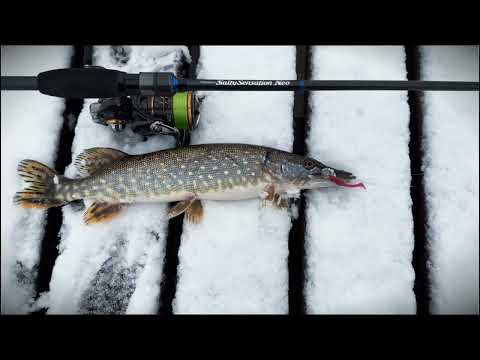 Видео: Навіть посеред міста є ХИЖАК! Рибалка під домом! EVERGREEN POSEIDON SALTY SENSATION NEO NEOS-82H-T