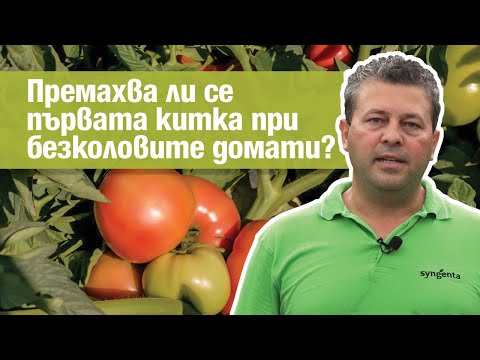Видео: Премахва ли се първата китка при безколовите домати?