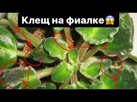 Видео: Входящая и профилактическая обработка. Препараты. ФИАЛКИ.