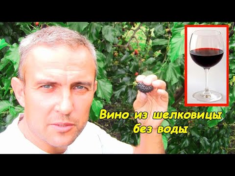 Видео: Вино из шелковицы (сорт Шелли)