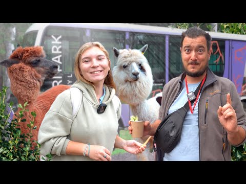 Видео: Сафари в Подмосковье с "Кочевниками": Путеводитель по Клину и экотуризм