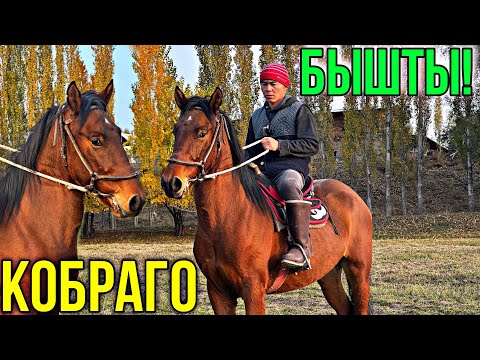 Видео: ЧЕКЧЕЙГЕН БЫШТЫ БИРДИКТЕ 🤯 #байтв