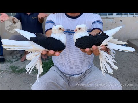 Видео: Птичий рынок г. Ташкент - ГОЛУБИ (03.07.2021) / Uzbek Pigeons