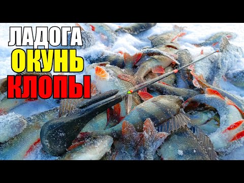 Видео: Зимняя Блесна на Ладоге- Ловлю Любимыми Клопами около ТОЛПЫ