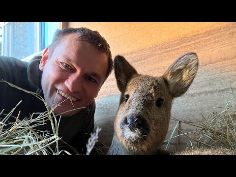 Видео: Будни спасённого косулёнка . Дом для Илюши 👍🏻